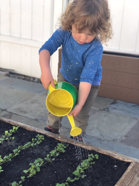 A small child waters sprouting seedlings
