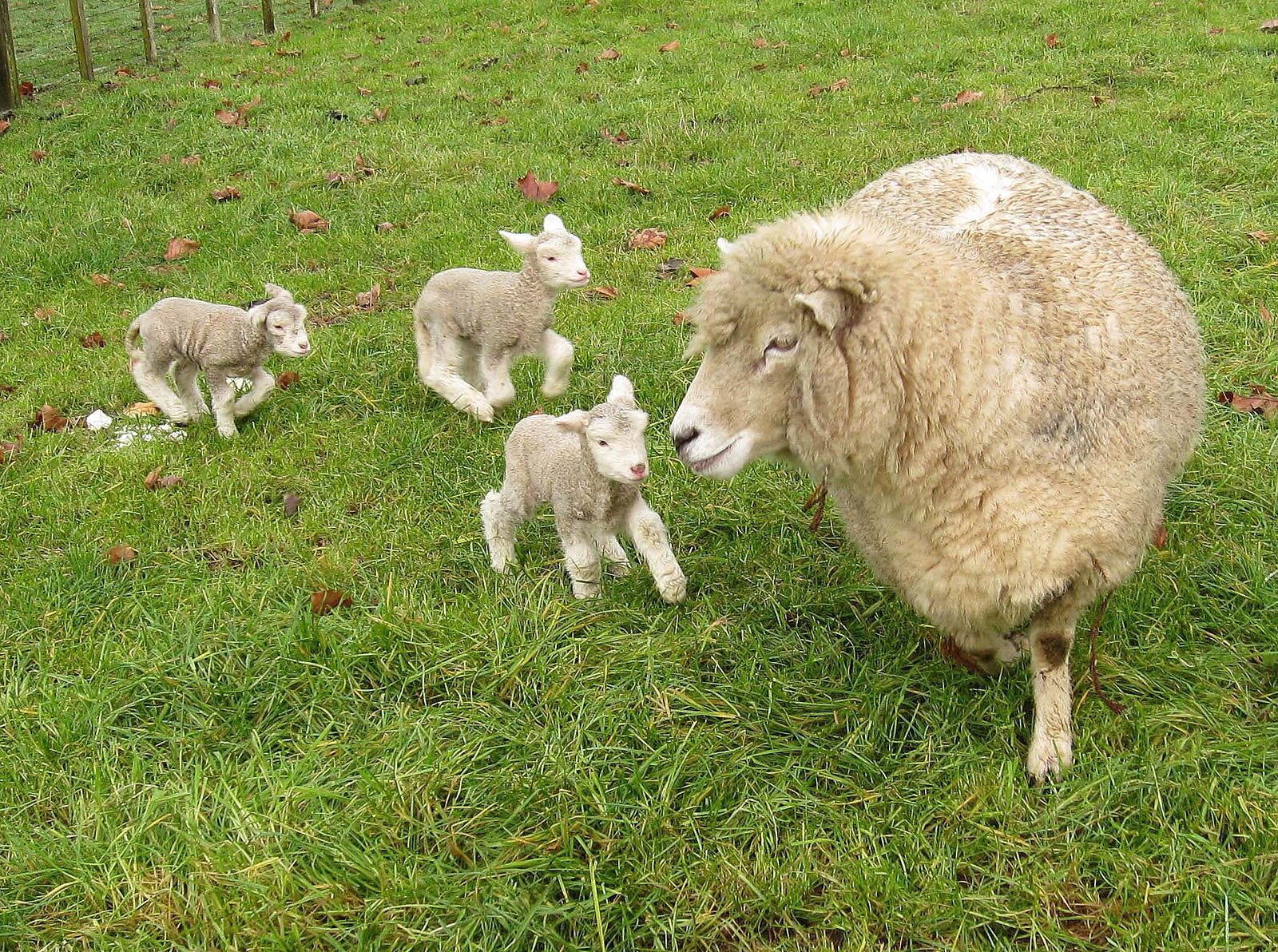 Romney_sheep,_ewe_with_triplet_lambs_in_New_Zealand